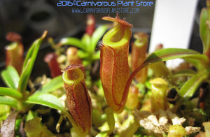 Nepenthes dubia (Seed Grown)