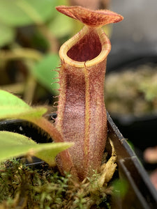 Nepenthes vetchii x lowii